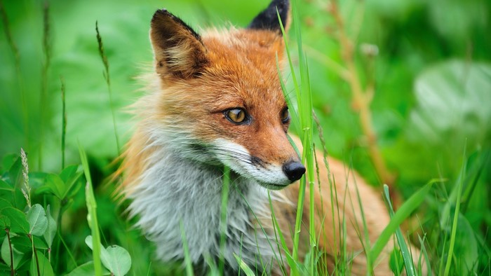 Red Fox in green grass