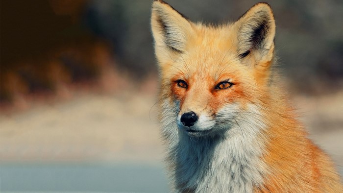 Close-up of a Red Fox