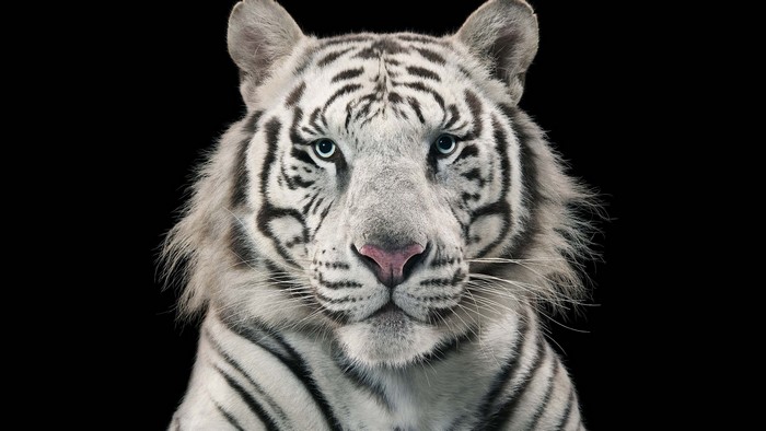White Bengal Tiger Portrait