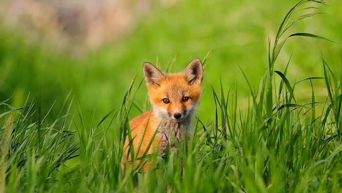 Cute Baby Fox in Green Grass