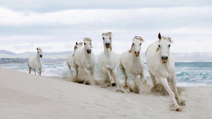 White horses running on a sandy beach by the ocean