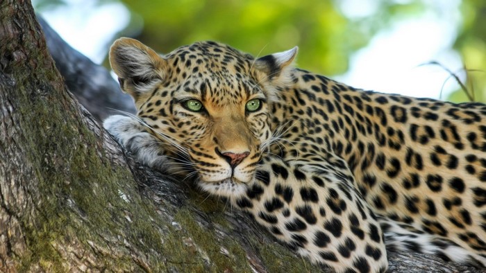 Leopard resting on a tree branch