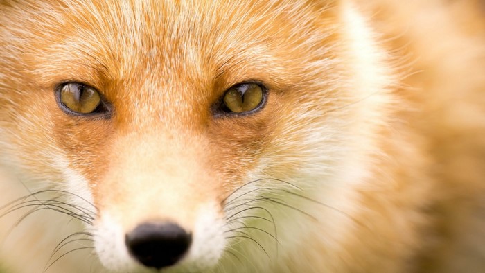Close-up of a Red Fox's Face