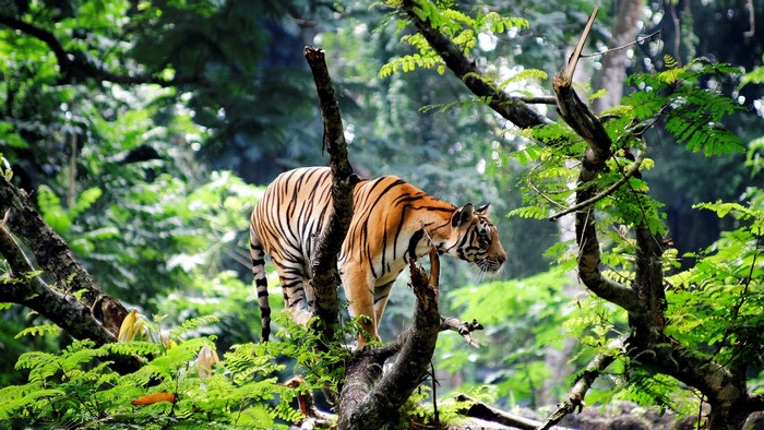 Bengal Tiger standing on tree branches in a jungle