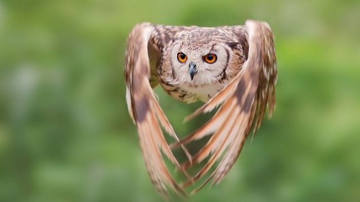 Flying Owl Bird