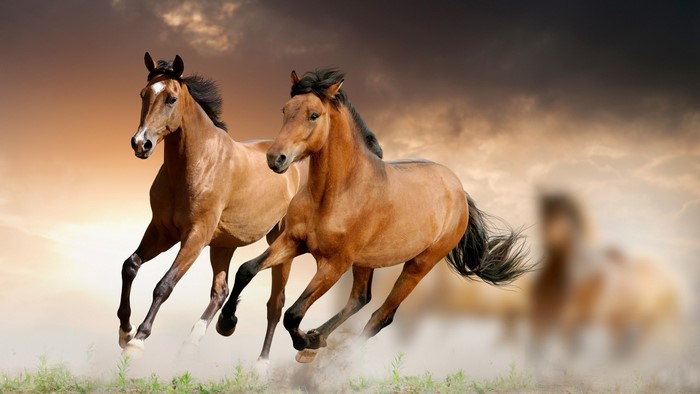 Two brown horses running in a dusty field