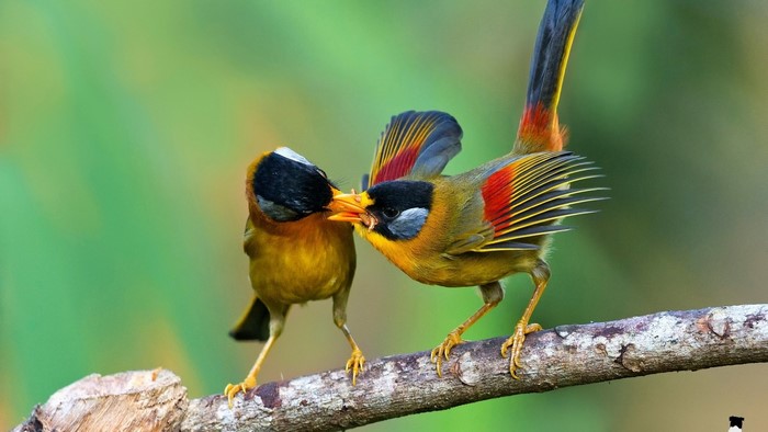 Two colorful birds feeding each other on a branch