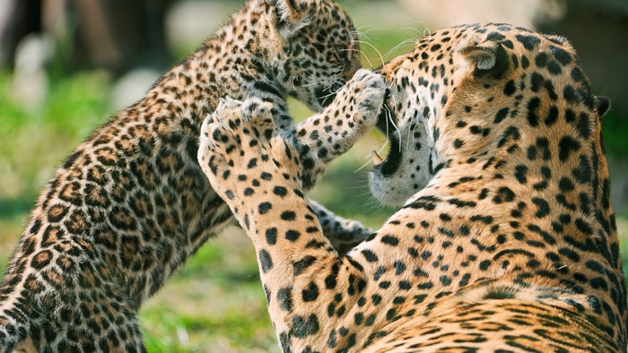 Jaguar Cub Fighting Mother