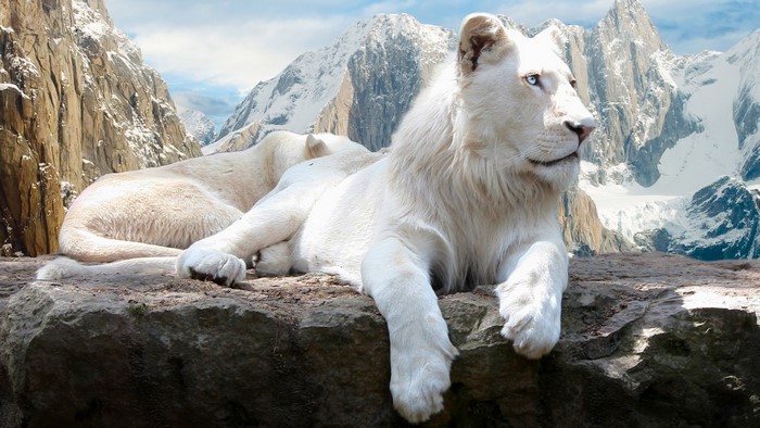 White lions resting on rocks with snowy mountains behind