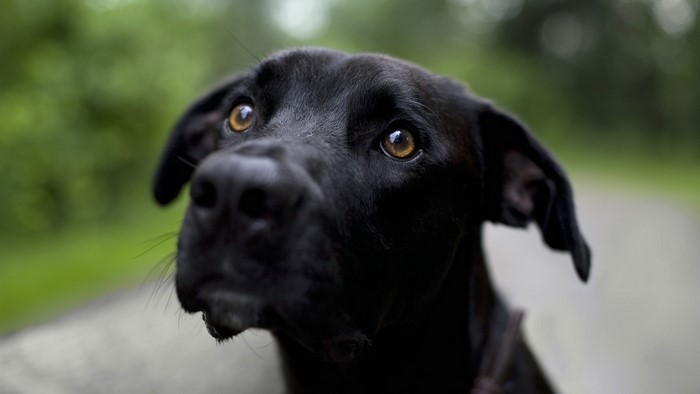 Close-up of a black dog's face
