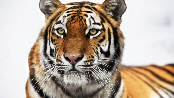 Close-up of a Siberian Tiger's face