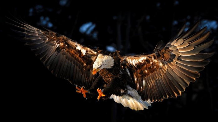 Bald Eagle in flight with wings spread