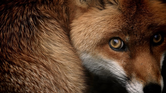Close-up of a Red Fox's Face