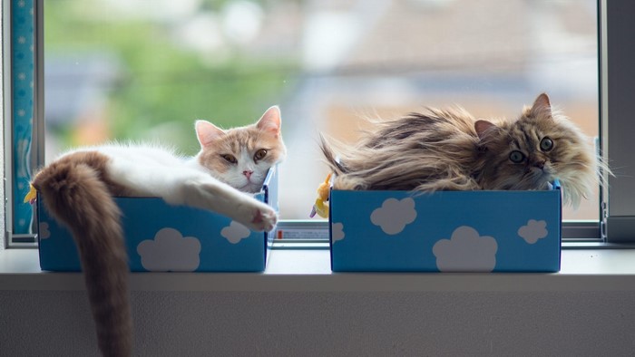 Two cats in blue boxes by the window