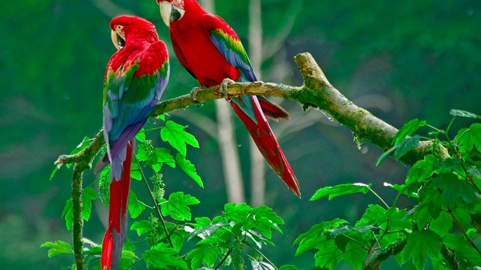 Two colorful macaws perched on a branch