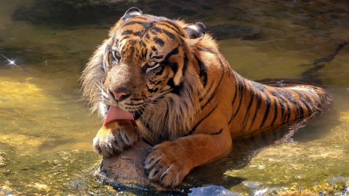 Sumatran Tiger Licking Paw in Water