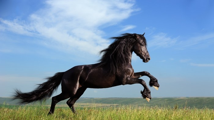 Black Horse Rearing in a Field
