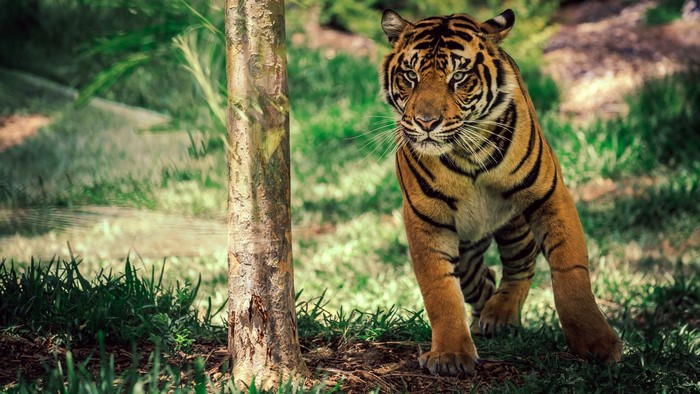 Tiger in a forest setting