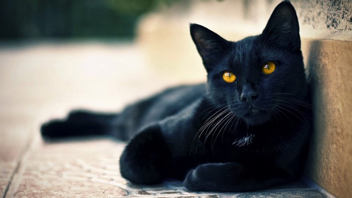 Black cat with yellow eyes lying down