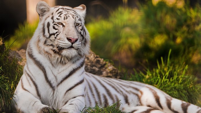 White Tiger Lying Down in Grass