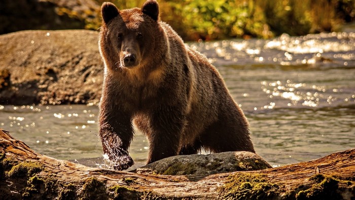 Brown bear walking in a river