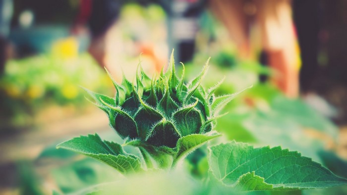 Green sunflower bud with fuzzy leaves