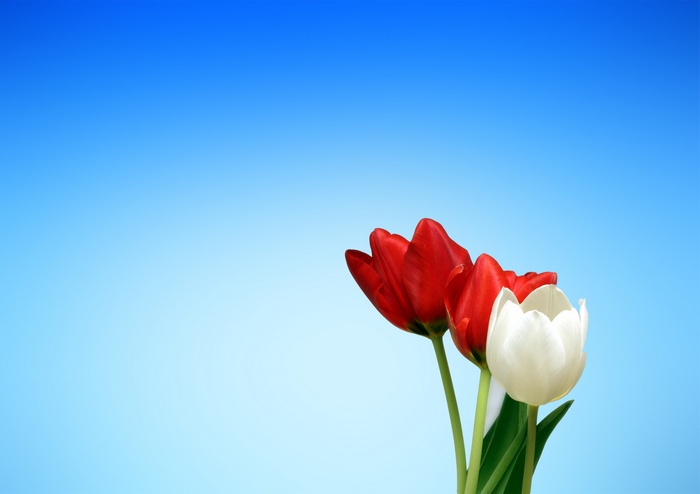 Red and White Tulips 4K
