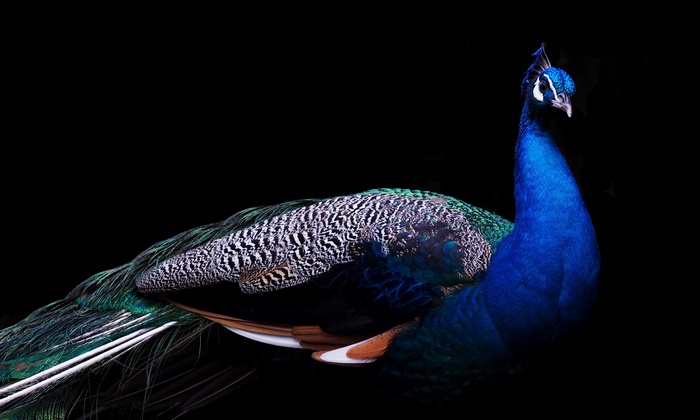 4K, Peacock, Peafowl