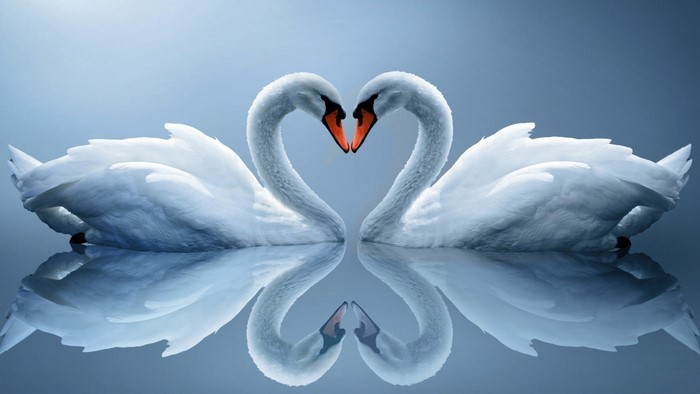 Two swans forming a heart shape