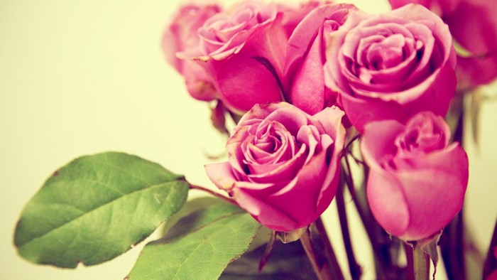 Pink Roses with Green Leaves