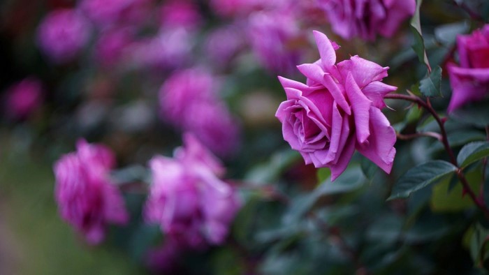 Purple Roses with Blurred Background