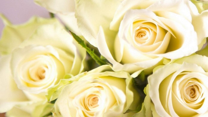 White Roses Close-up