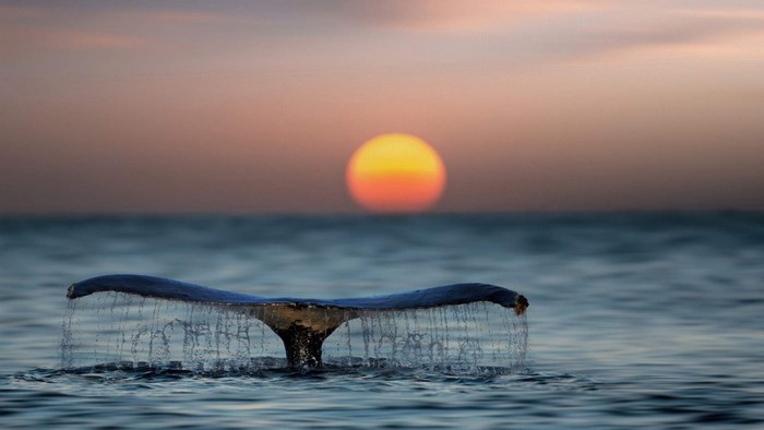 Whale Tail at Sunset