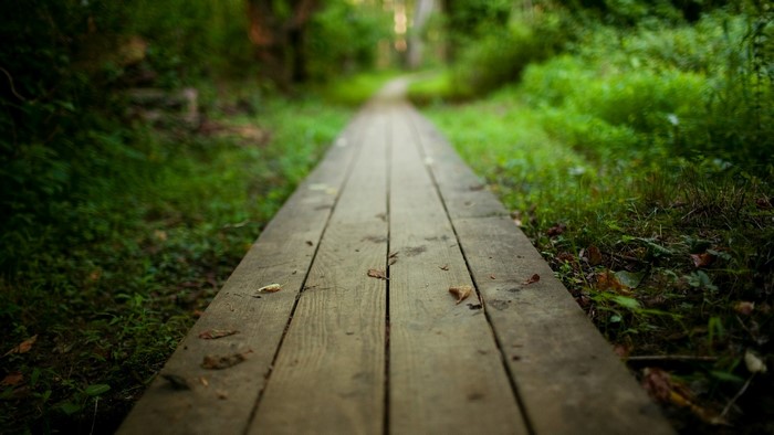 Wooden path through a green forest