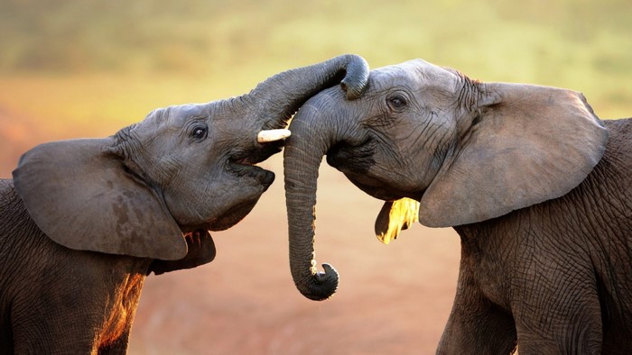 Two elephants touching trunks at sunset