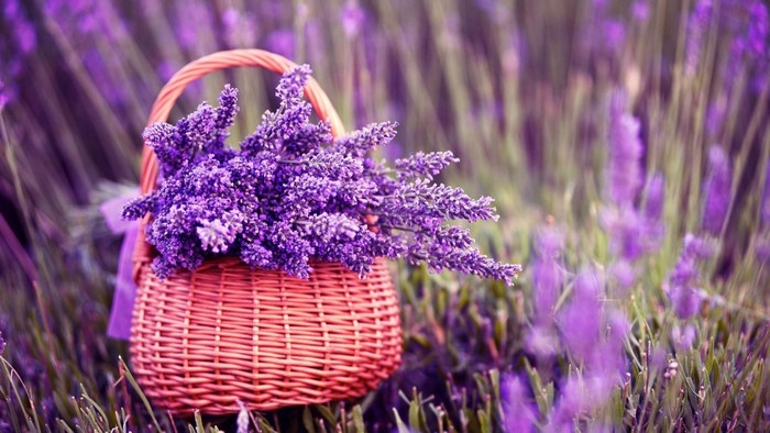 Basket of Purple Lavender Flowers in Field