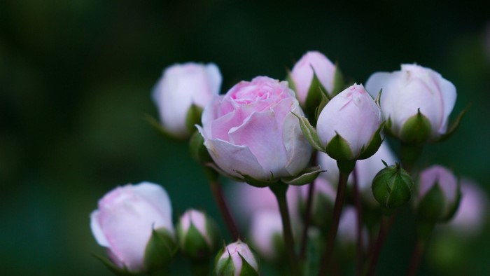 Pink rose buds with green background
