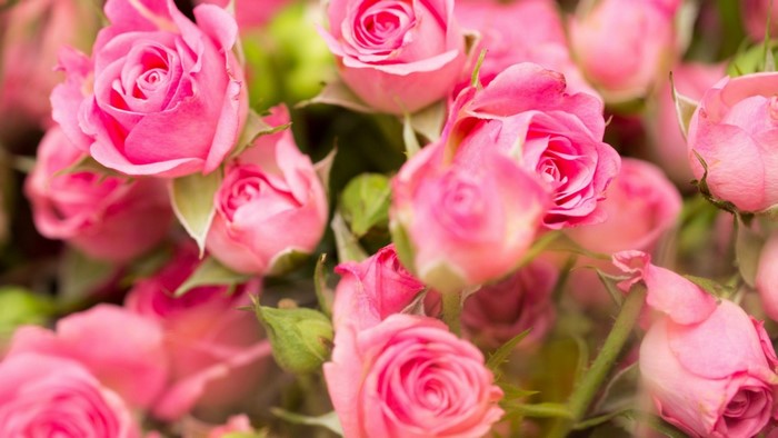 Pink Roses Garden Flowers