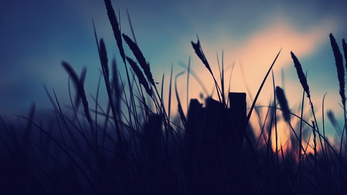 Silhouette of grass against a blue and orange sunset