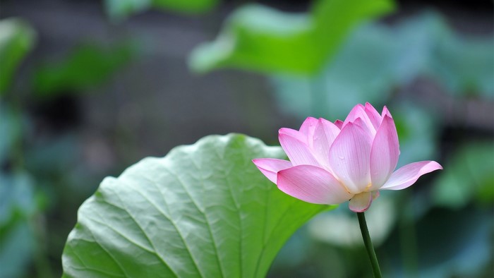 Pink Lotus Flower with Green Leaves