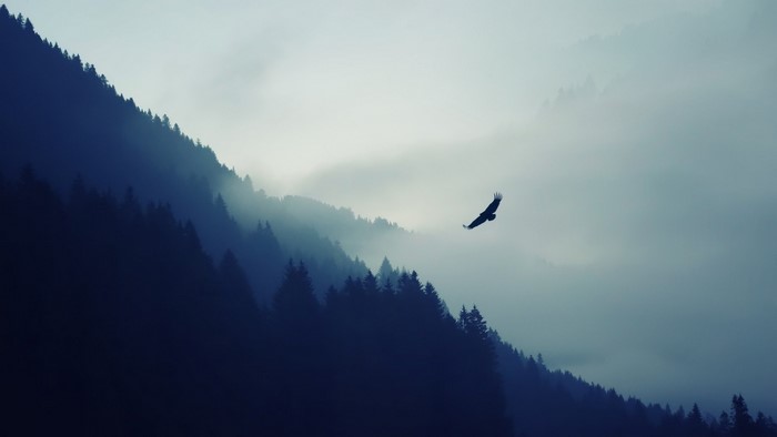 Eagle flying over foggy mountains and forest