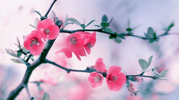 Pink Blossom Flowers on Branch