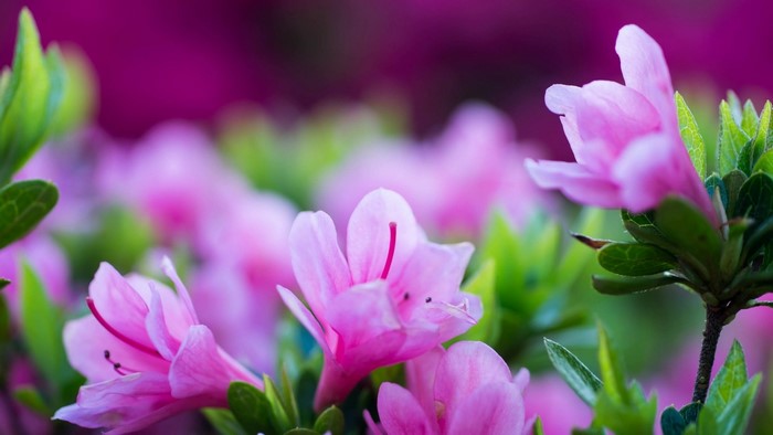 Pink Azalea Flowers with Green Leaves
