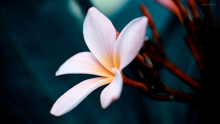 White Plumeria Flower Close Up