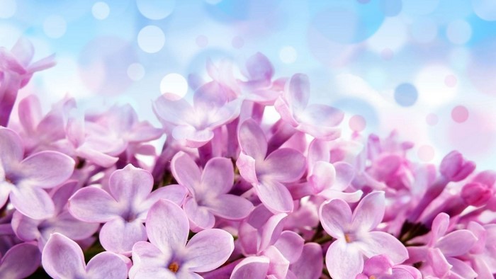 Close-up of Lilac Flowers with Bokeh Background