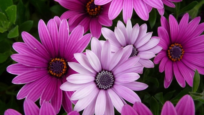 Pink and Purple Daisy Flowers