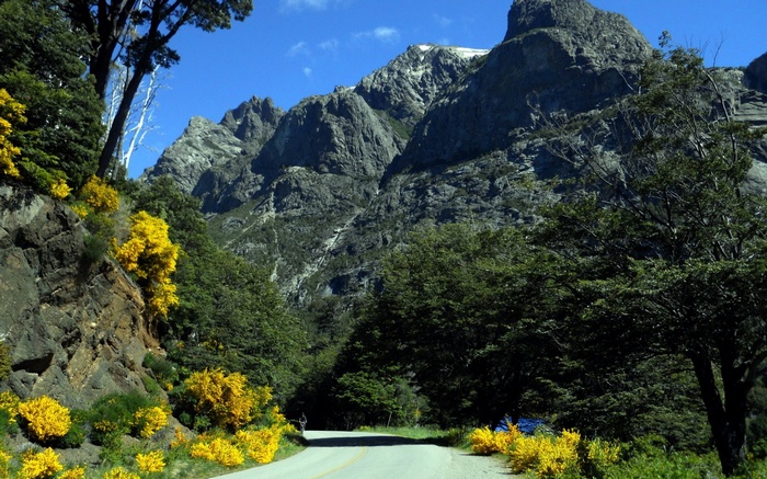 Mountain road with yellow flowers and trees