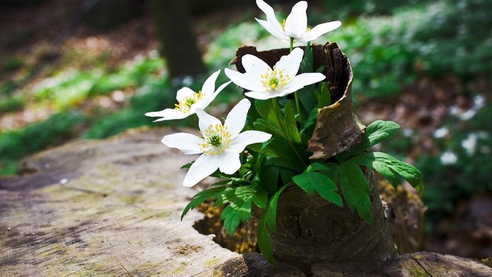 White Wildflowers Growing in a Tree Stump