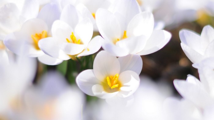 White Crocus Flowers with Yellow Centers
