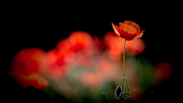 Red poppy flower with bokeh background